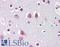 Homeobox protein EMX2 antibody, LS-B4317, Lifespan Biosciences, Immunohistochemistry frozen image 