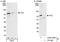 hPc2 antibody, A302-355A, Bethyl Labs, Immunoprecipitation image 