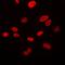 Von Willebrand Factor A Domain Containing 5A antibody, orb214202, Biorbyt, Immunofluorescence image 