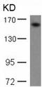 Structural Maintenance Of Chromosomes 1A antibody, TA321760, Origene, Western Blot image 