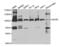 Minichromosome Maintenance Complex Component 5 antibody, PA5-76544, Invitrogen Antibodies, Western Blot image 