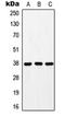 Probable G-protein coupled receptor 171 antibody, orb215152, Biorbyt, Western Blot image 