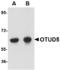 OTU domain-containing protein 5 antibody, TA306650, Origene, Western Blot image 