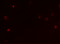 CD160 antigen antibody, 7475, ProSci, Immunofluorescence image 