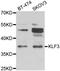 Kruppel Like Factor 3 antibody, orb247846, Biorbyt, Western Blot image 