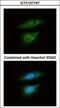 Lactate Dehydrogenase B antibody, GTX101747, GeneTex, Immunofluorescence image 