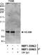 UTP6 Small Subunit Processome Component antibody, NBP1-30467, Novus Biologicals, Immunoprecipitation image 
