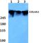 Collagen Type IV Alpha 1 Chain antibody, AP06069PU-N, Origene, Western Blot image 