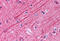 alpha-Tubulin antibody, MBS240984, MyBioSource, Immunohistochemistry paraffin image 