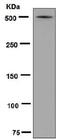 Lipoprotein(A) antibody, ab125014, Abcam, Western Blot image 
