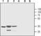 KChIP3 antibody, PA5-77649, Invitrogen Antibodies, Western Blot image 