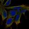 Limb And CNS Expressed 1 antibody, HPA058426, Atlas Antibodies, Immunofluorescence image 