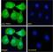 Transient Receptor Potential Cation Channel Subfamily C Member 1 antibody, NBP2-62000, Novus Biologicals, Immunofluorescence image 