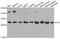 Prohibitin antibody, TA326760, Origene, Western Blot image 
