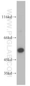 PTK6 antibody, 18697-1-AP, Proteintech Group, Western Blot image 