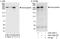 Desmoplakin antibody, A303-355A, Bethyl Labs, Immunoprecipitation image 