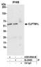 CLPTM1 Like antibody, A305-806A-M, Bethyl Labs, Immunoprecipitation image 