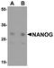 Nanog Homeobox antibody, A00153, Boster Biological Technology, Western Blot image 