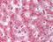 Golgi reassembly-stacking protein 1 antibody, 48-721, ProSci, Immunohistochemistry frozen image 