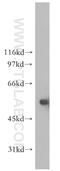 Zinc Metallopeptidase STE24 antibody, 12847-1-AP, Proteintech Group, Western Blot image 