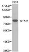 Signal Transducer And Activator Of Transcription 1 antibody, LS-C192448, Lifespan Biosciences, Western Blot image 