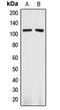 CD13 antibody, LS-C351835, Lifespan Biosciences, Western Blot image 
