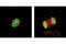 Histone H3 antibody, 3465S, Cell Signaling Technology, Immunofluorescence image 