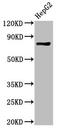 Prospero homeobox protein 1 antibody, LS-C670411, Lifespan Biosciences, Western Blot image 