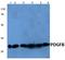 Platelet Derived Growth Factor Subunit B antibody, LS-B10929, Lifespan Biosciences, Western Blot image 