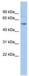 Potassium Voltage-Gated Channel Subfamily A Member 1 antibody, TA338385, Origene, Western Blot image 