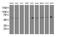 PTPN1 antibody, NBP2-73729, Novus Biologicals, Western Blot image 