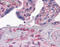 Guanylate Binding Protein 1 antibody, 51-457, ProSci, Immunohistochemistry frozen image 