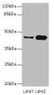 Casein Kinase 1 Gamma 2 antibody, LS-C675597, Lifespan Biosciences, Western Blot image 