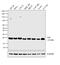 pVHL antibody, PA1-46136, Invitrogen Antibodies, Western Blot image 