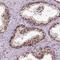Zinc Finger Protein 75D antibody, HPA004705, Atlas Antibodies, Immunohistochemistry frozen image 