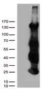HCLS1 Binding Protein 3 antibody, TA811411S, Origene, Western Blot image 