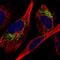 Malate dehydrogenase, mitochondrial antibody, HPA026720, Atlas Antibodies, Immunofluorescence image 