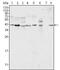 Mitogen-Activated Protein Kinase 1 antibody, MA5-15304, Invitrogen Antibodies, Western Blot image 