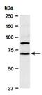 Cullin-4A antibody, orb66956, Biorbyt, Western Blot image 