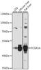 CD16 antibody, 18-705, ProSci, Western Blot image 