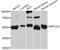 Serine palmitoyltransferase 2 antibody, abx126640, Abbexa, Western Blot image 