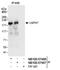 Ubiquitin carboxyl-terminal hydrolase 47 antibody, NB100-57487, Novus Biologicals, Immunoprecipitation image 