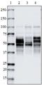 Tau, 189-195 antibody, 814305, BioLegend, Western Blot image 