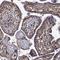 Isthmin 2 antibody, HPA039742, Atlas Antibodies, Immunohistochemistry paraffin image 