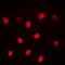 ALX Homeobox 3 antibody, orb216013, Biorbyt, Immunofluorescence image 