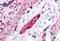 DLG Associated Protein 2 antibody, MBS247349, MyBioSource, Immunohistochemistry frozen image 