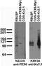 Peroxisomal Biogenesis Factor 6 antibody, 73-285, Antibodies Incorporated, Western Blot image 