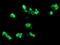 Galectin 3 Binding Protein antibody, LS-B15508, Lifespan Biosciences, Immunofluorescence image 