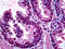 Odd-Skipped Related Transcription Factor 1 antibody, 70-024, ProSci, Immunohistochemistry frozen image 