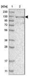 RNA Binding Motif Protein 33 antibody, NBP1-84200, Novus Biologicals, Western Blot image 